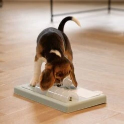 Beeztees Puppy Intelligenzspielzeug Riff -FLEXI Verkäufe 619900 4