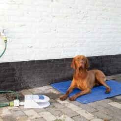 Beeztees Splashy Wasserfontaine 10 Beeztees Splashy Wasserfontaine -FLEXI Verkäufe 795705 3