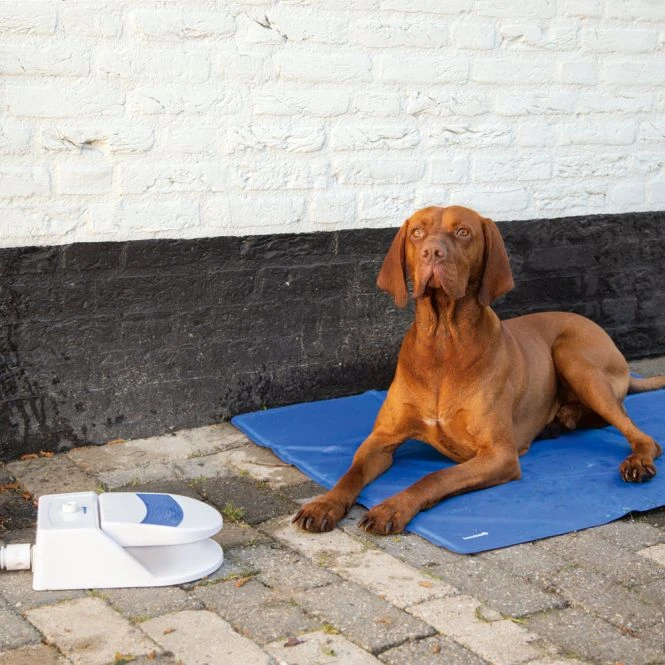 Beeztees Splashy Wasserfontaine 7 Beeztees Splashy Wasserfontaine – Bild 5