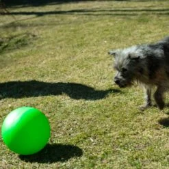 PROCYON Treibball Größe S - Extra Stabil -FLEXI Verkäufe ballgruen 4