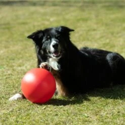 PROCYON Treibball Größe S - Extra Stabil -FLEXI Verkäufe ballrot 1