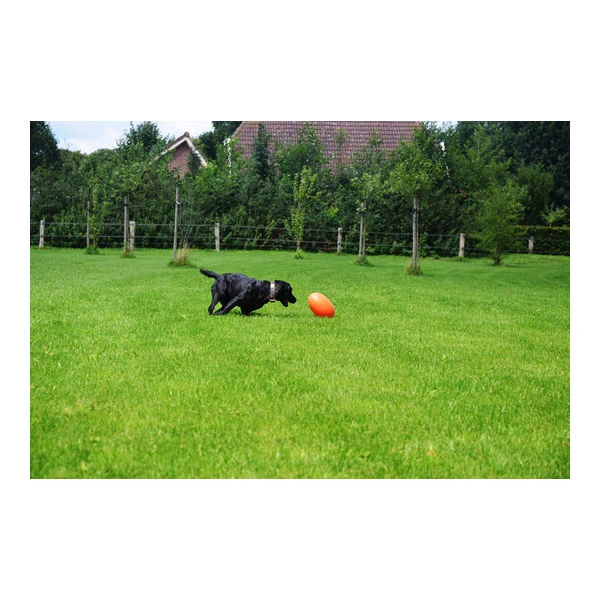 Dog Comets Pan-Stars Treibei 7 Dog Comets Pan-Stars Treibei – Bild 5