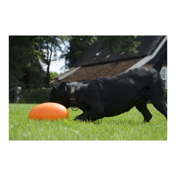 Dog Comets Pan-Stars Treibei 6 Dog Comets Pan-Stars Treibei – Bild 4