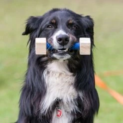 PROCYON Profi Obedience Set -FLEXI Verkäufe dsc0237