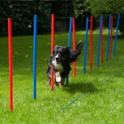 Dog Agility Slalom