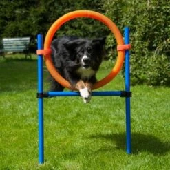 Dog Agility Sprungring