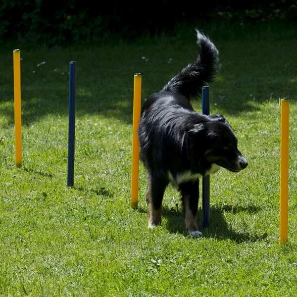 Dog Agility Hürden Und Slalom Set 4 Dog Agility Hürden Und Slalom Set – Bild 2
