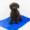 PROCYON Kühlmatte 2 PROCYON Kühlmatte -FLEXI Verkäufe kuehlmatte fuer hunde 11