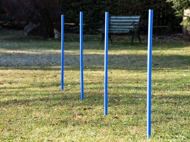 Dog Agility Trainings-Set 1 Für Einsteiger 5 Dog Agility Trainings-Set 1 Für Einsteiger – Bild 3