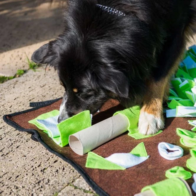 PROCYON Intelligenzschnüffelmatte 7 PROCYON Intelligenzschnüffelmatte – Bild 5