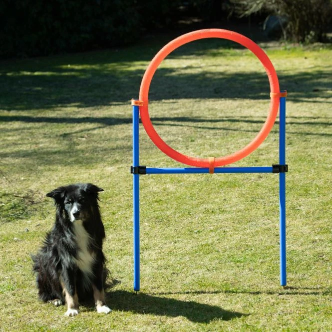 Dog Agility Sprungring - Groß (70cm) 4 Dog Agility Sprungring - Groß (70cm) – Bild 2